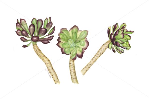 Succulents.jpg